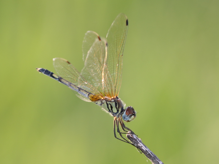 J19_9228 Trithemis pallidinervis female.JPG